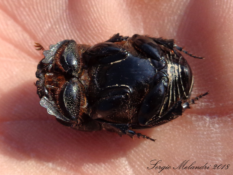 Scarabeidae: Copris lunaris